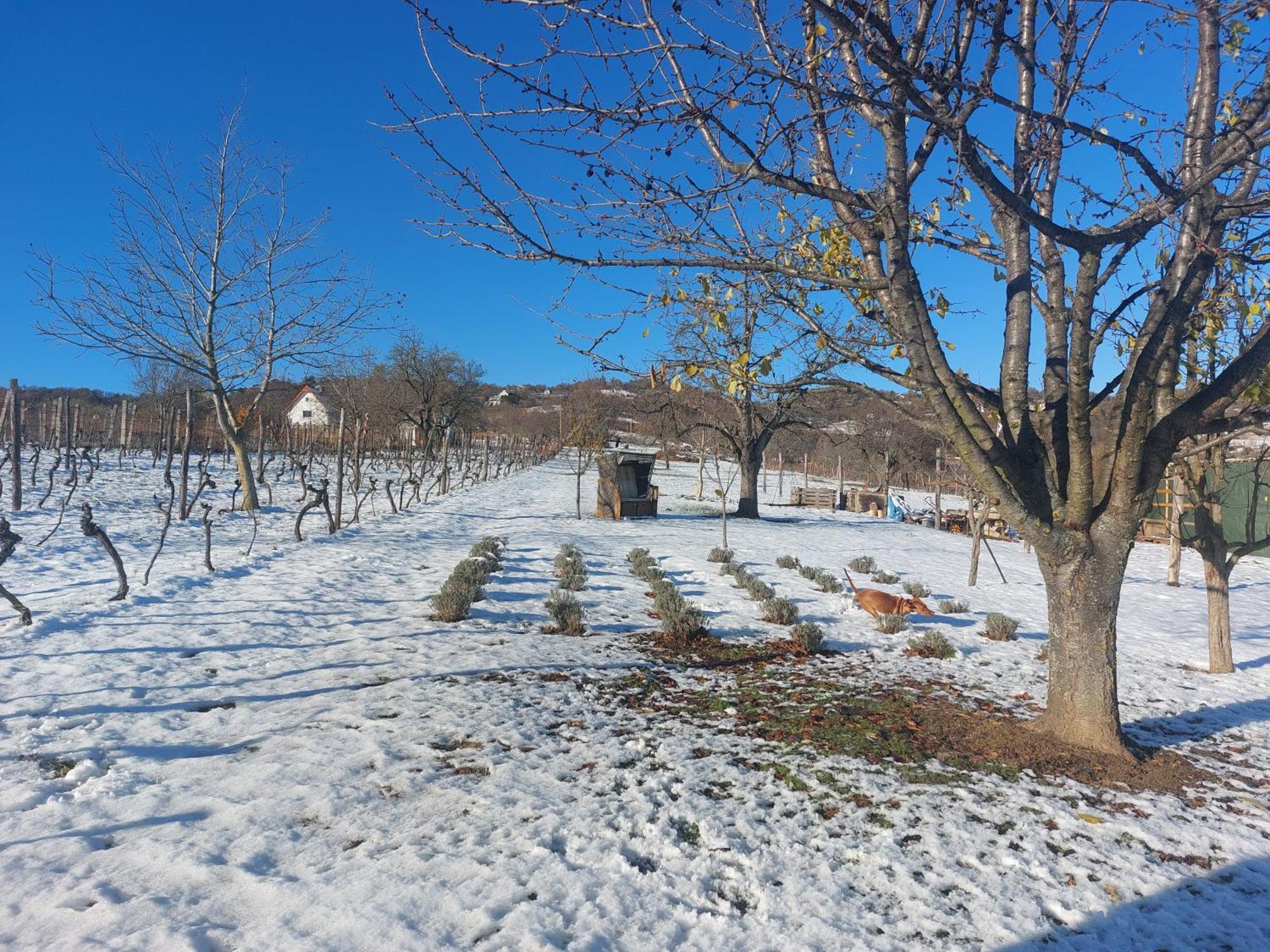 Spaletta Holiday home